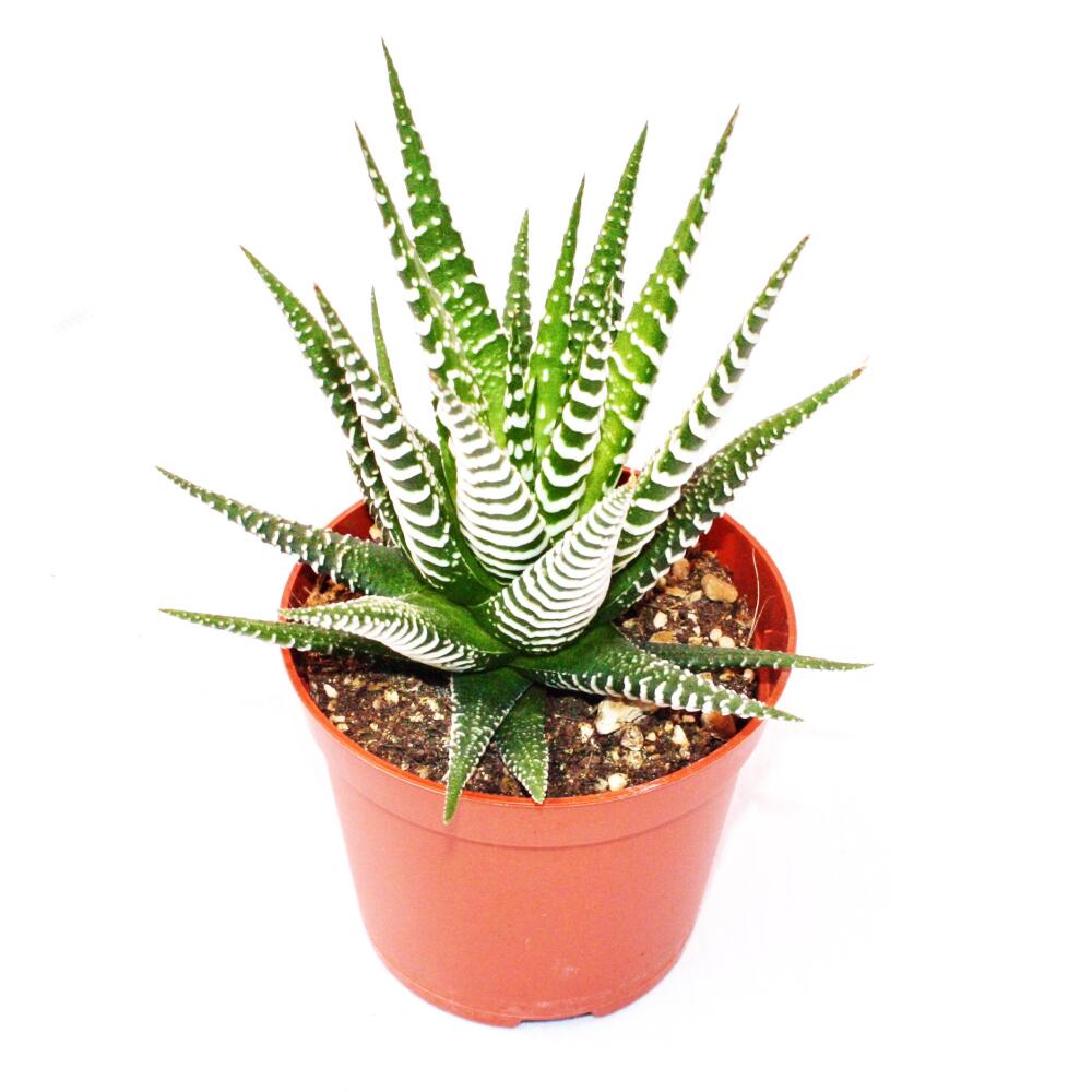 Original shop photograph: Haworthia fasciata “Big Band”, small plant in 5,5cm pot