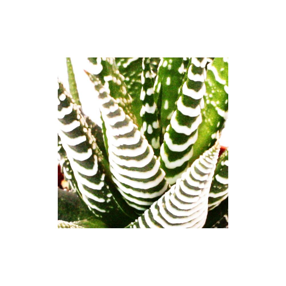 Original shop photograph: Haworthia fasciata “Big Band”, small plant in 5,5cm pot