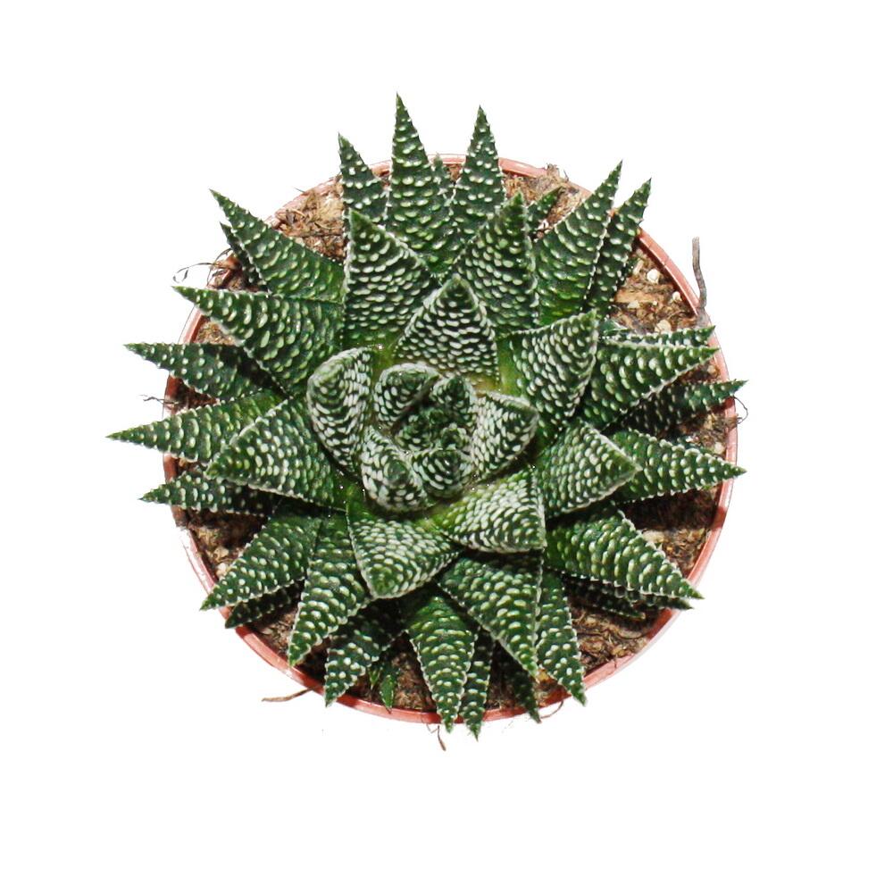 Original-Shopaufnahme: Haworthia Royal Albert - Royale Zebra-Haworthie - African Pearls - im 10,5cm Topf