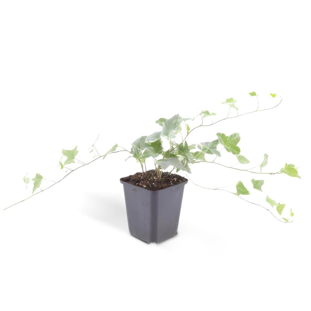 Lierre Glacier jeune sans fleurs en pot de culture noir de 9 cm sur photo commerciale originale propre