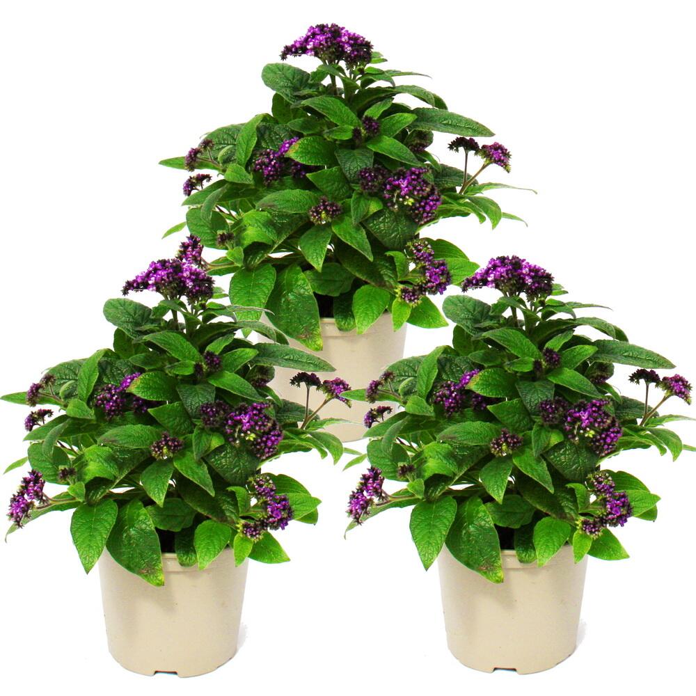 Original-Shopaufnahme: Vanilleblume - Heliotropium - 11cm - Set mit 3 Pflanzen