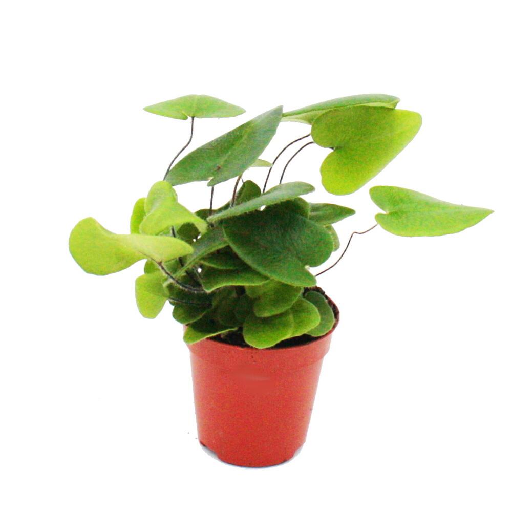 Original-Shopaufnahme: Mini-Pflanze Hemionitis arifolia Herzfarn Ideal für kleine Schalen und Gläser Baby-Plant im 5,5cm Topf