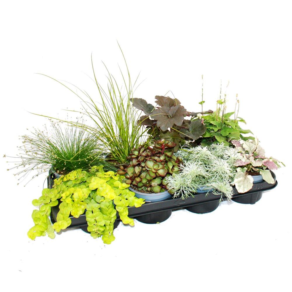 Original-Shopaufnahme: Bunte Herbst-Stauden Mischung "Herbstzauber" - 8 verschiedene winterharte Stauden