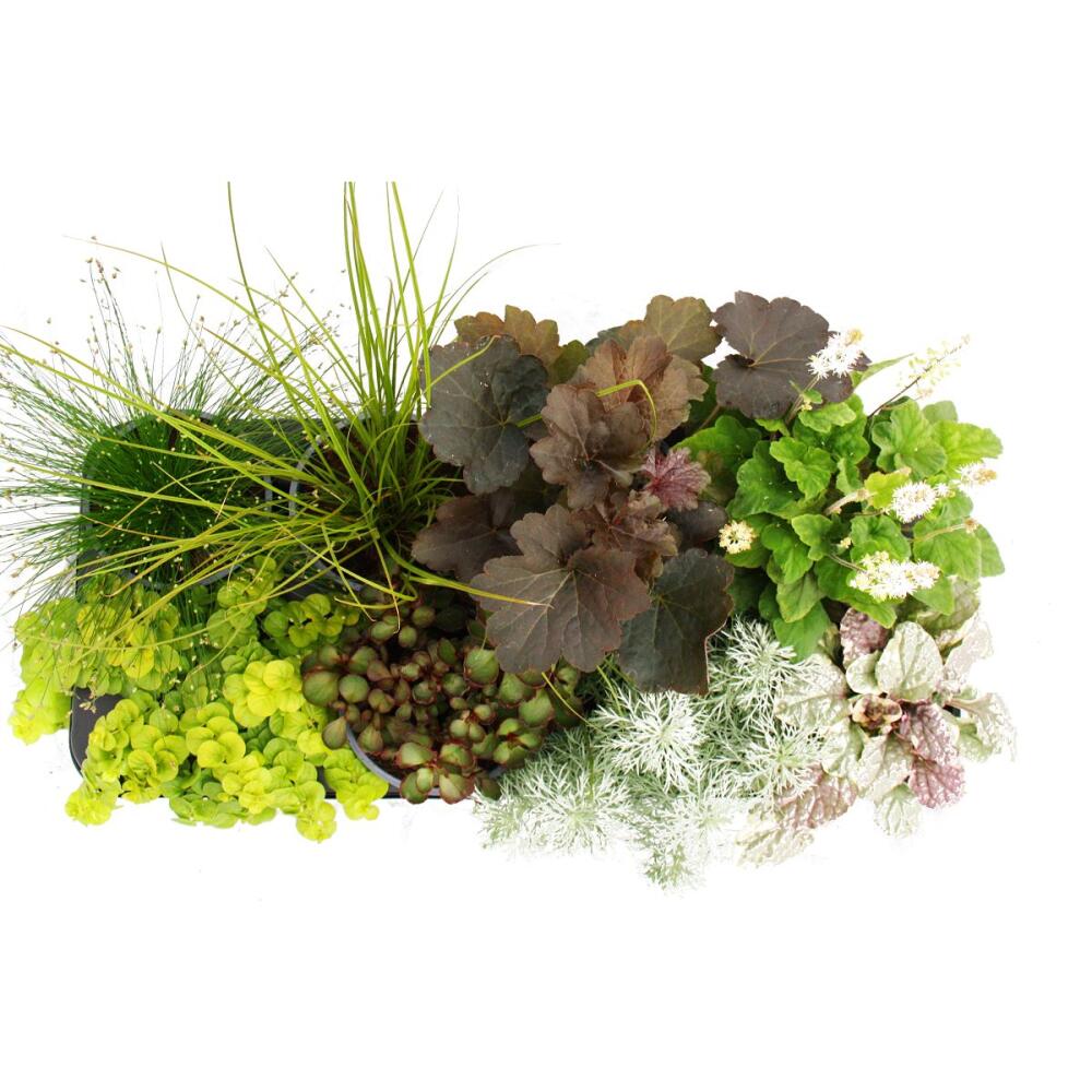 Original-Shopaufnahme: Bunte Herbst-Stauden Mischung "Herbstzauber" - 8 verschiedene winterharte Stauden