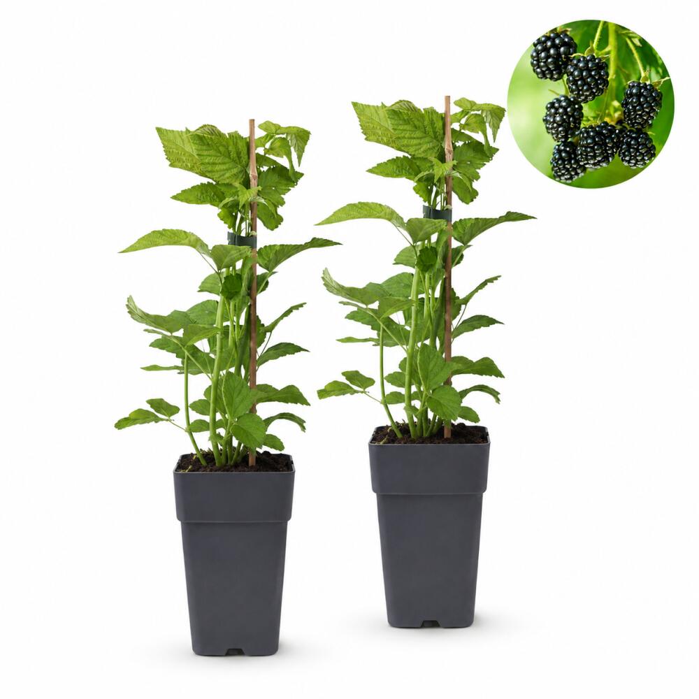 Schwarze Himbeere Black Jewel in unveränderter Original-Shopansicht