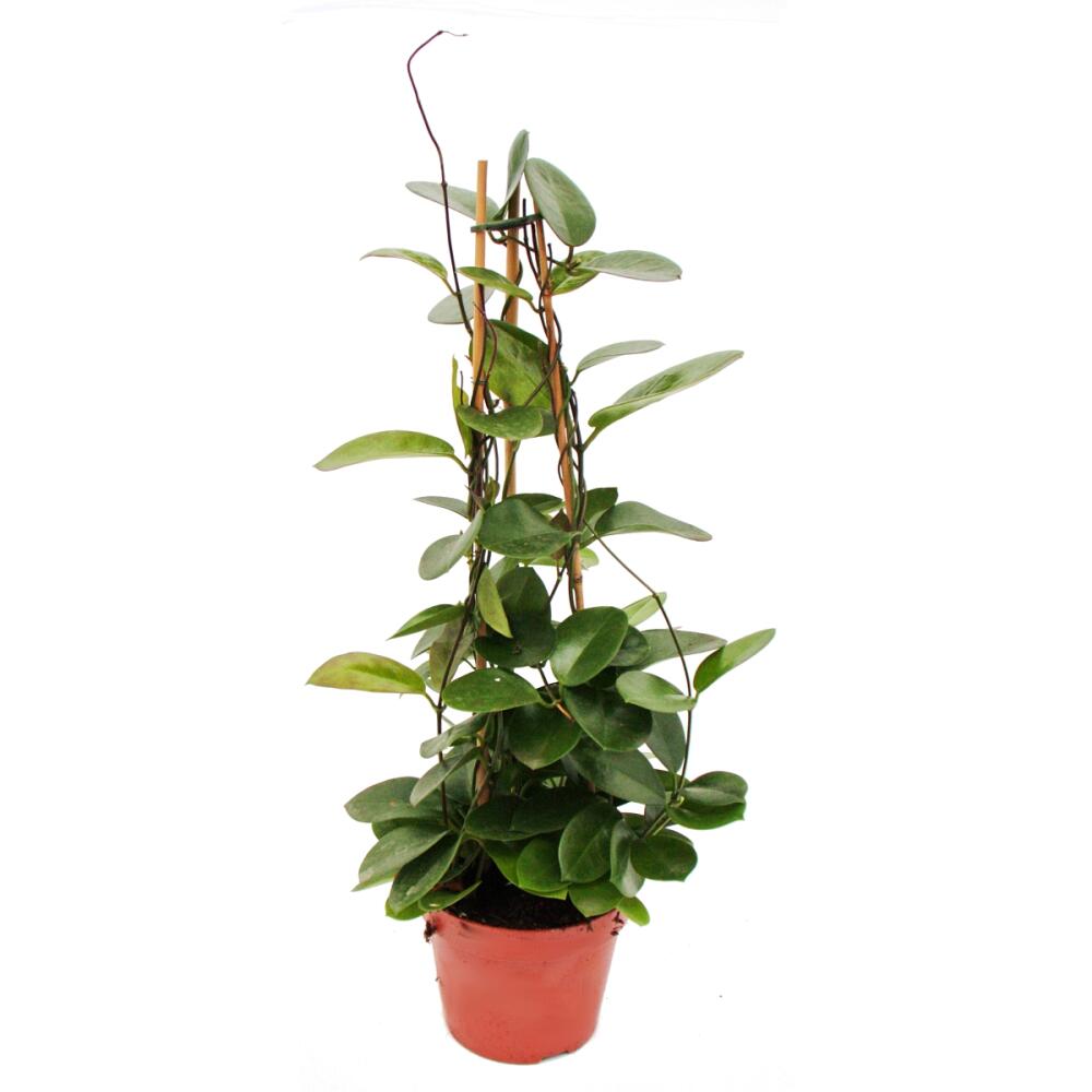 Unchanged original shop photograph: Hoya australis, wax plant on a pyramid in a 17 cm pot