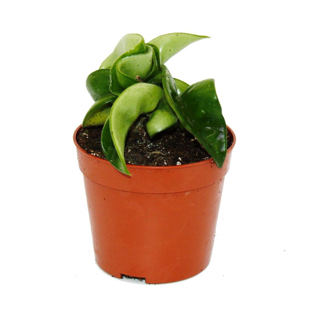 Porzellanblume Compacta – Original-Shopansicht 1