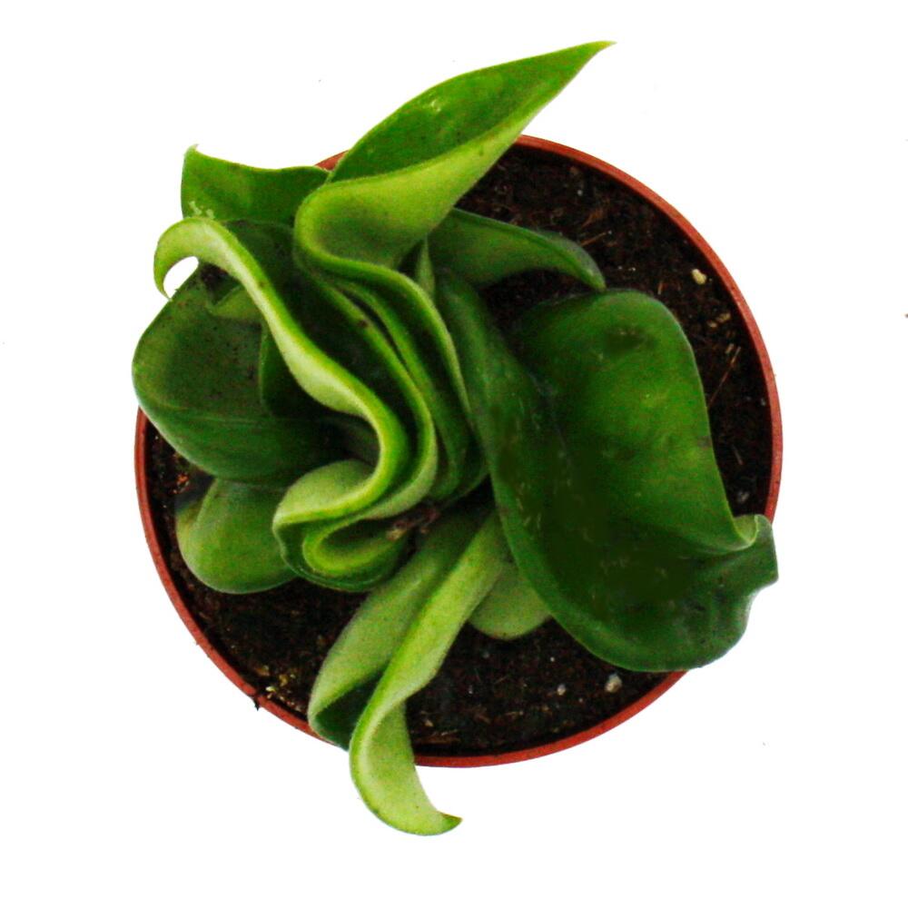 Porzellanblume Compacta – Original-Shopansicht 2