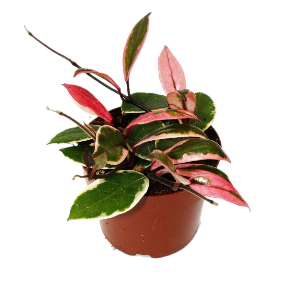 Wachsblume Flamingo Dream – Original-Shopansicht 1
