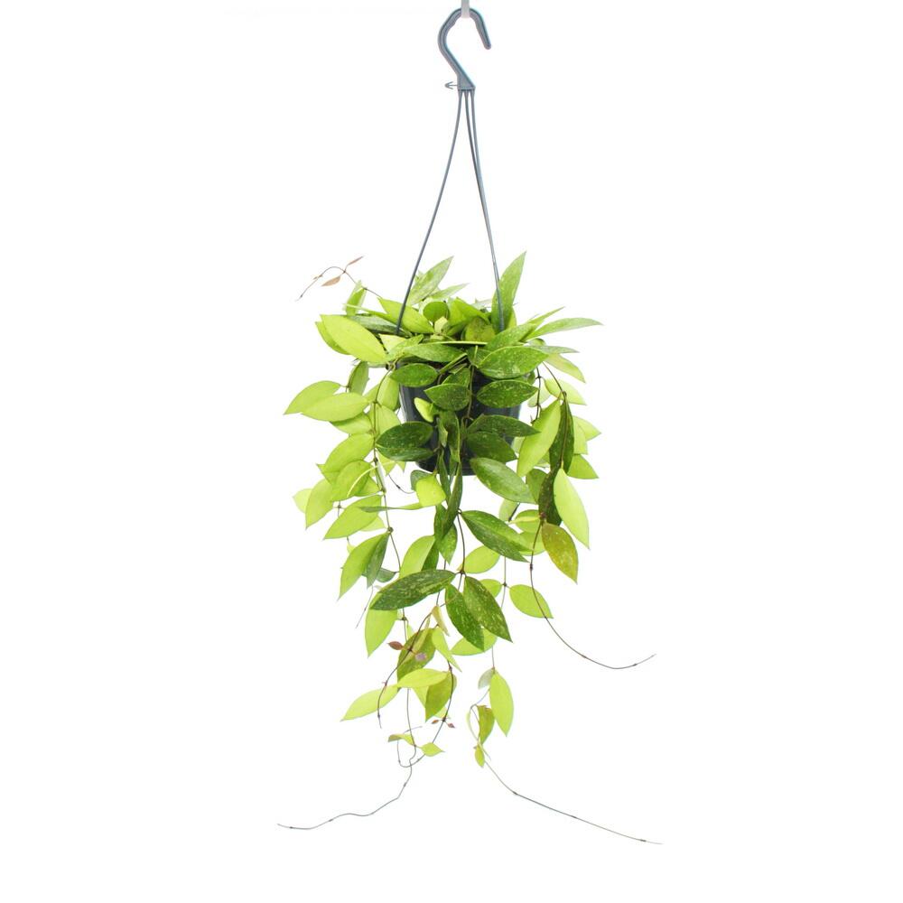 Unveränderte Original-Shopaufnahme: Zimmerpflanze zum Hängen - Hoya gracilis - Porzellanblume - Wachsblume - 14cm Ampel