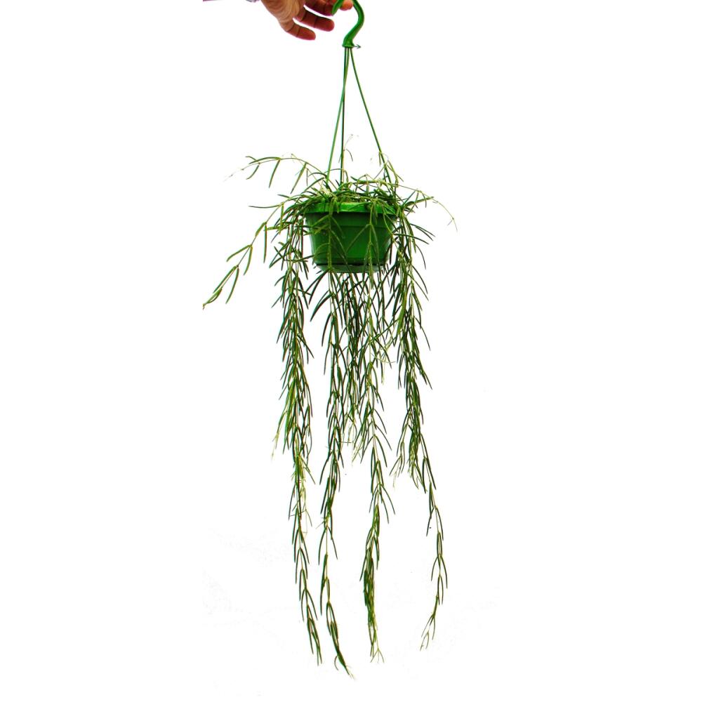 Unchanged original shop photograph: hanging houseplant Hoya linearis, wax plant in a 12 cm hanging pot