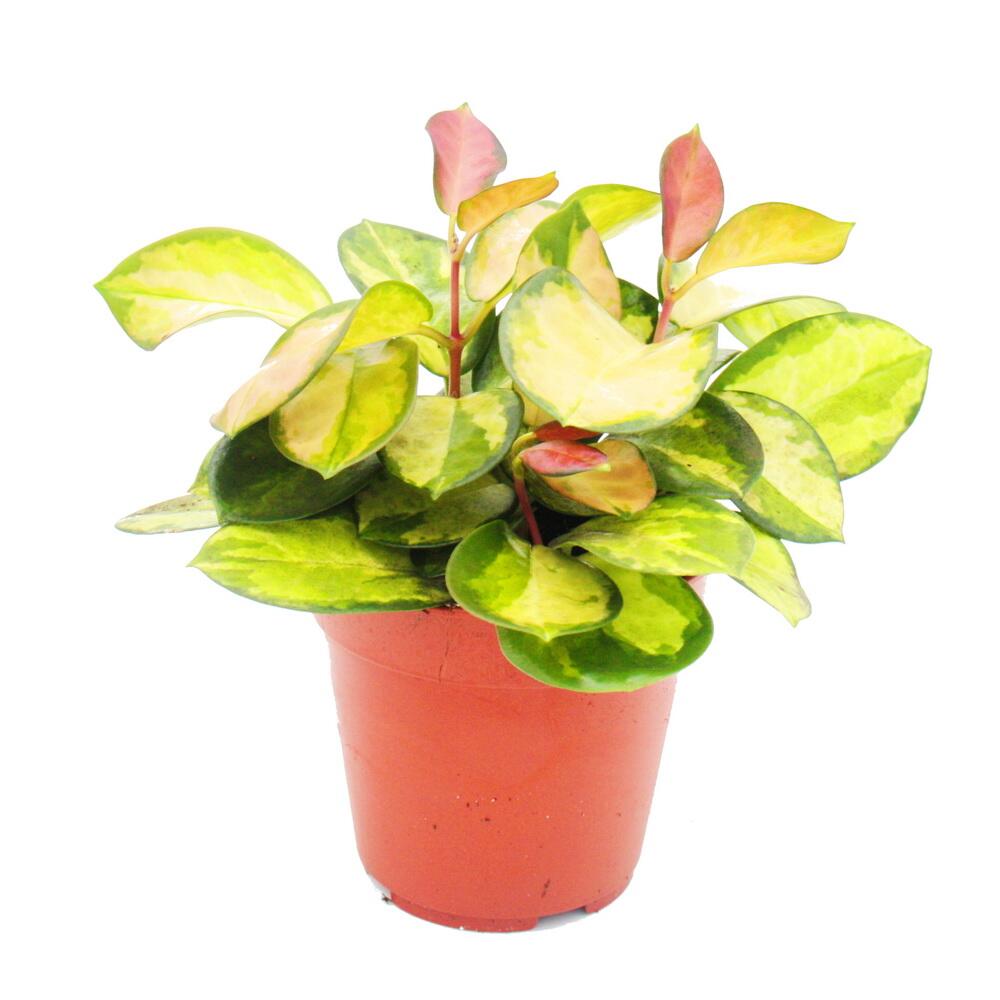 Unveränderte Original-Shopaufnahme: Zimmerpflanze hängend - Hoya carnosa "Lisa" - buntblättrige Porzellanblume - Wachsblume - 12cm Topf