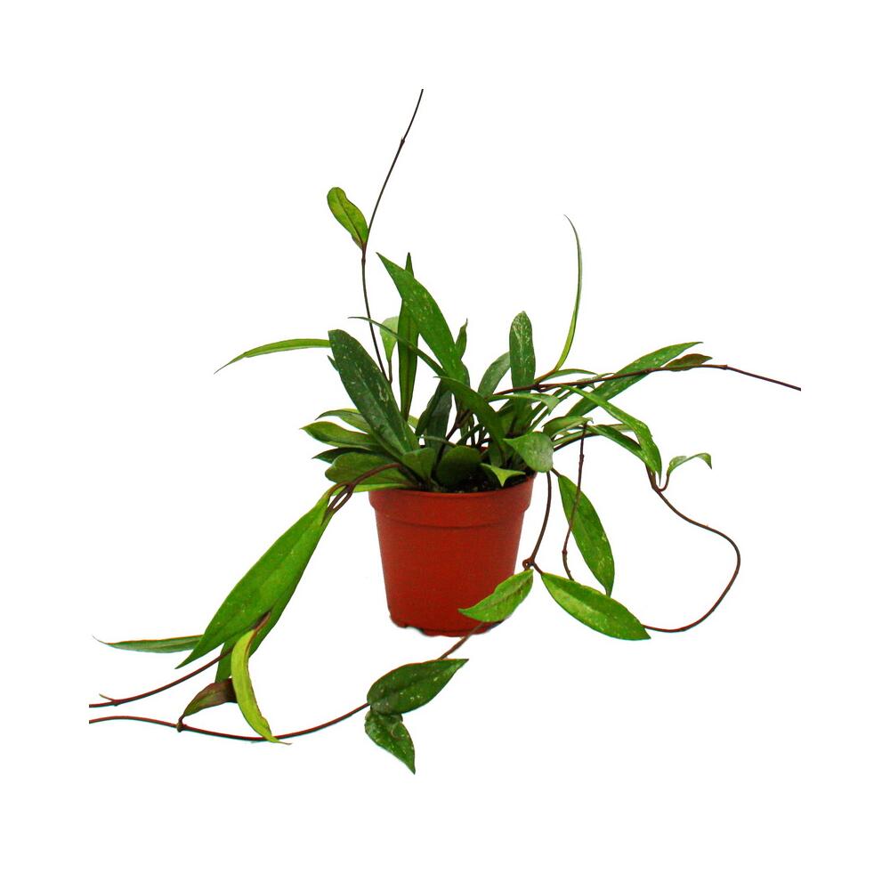 Unchanged original shop photograph of young Hoya pubicalyx in a 12 cm nursery pot