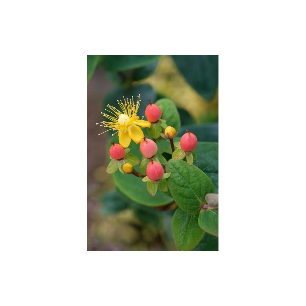 Photo originale inchangée : millepertuis Annebel
