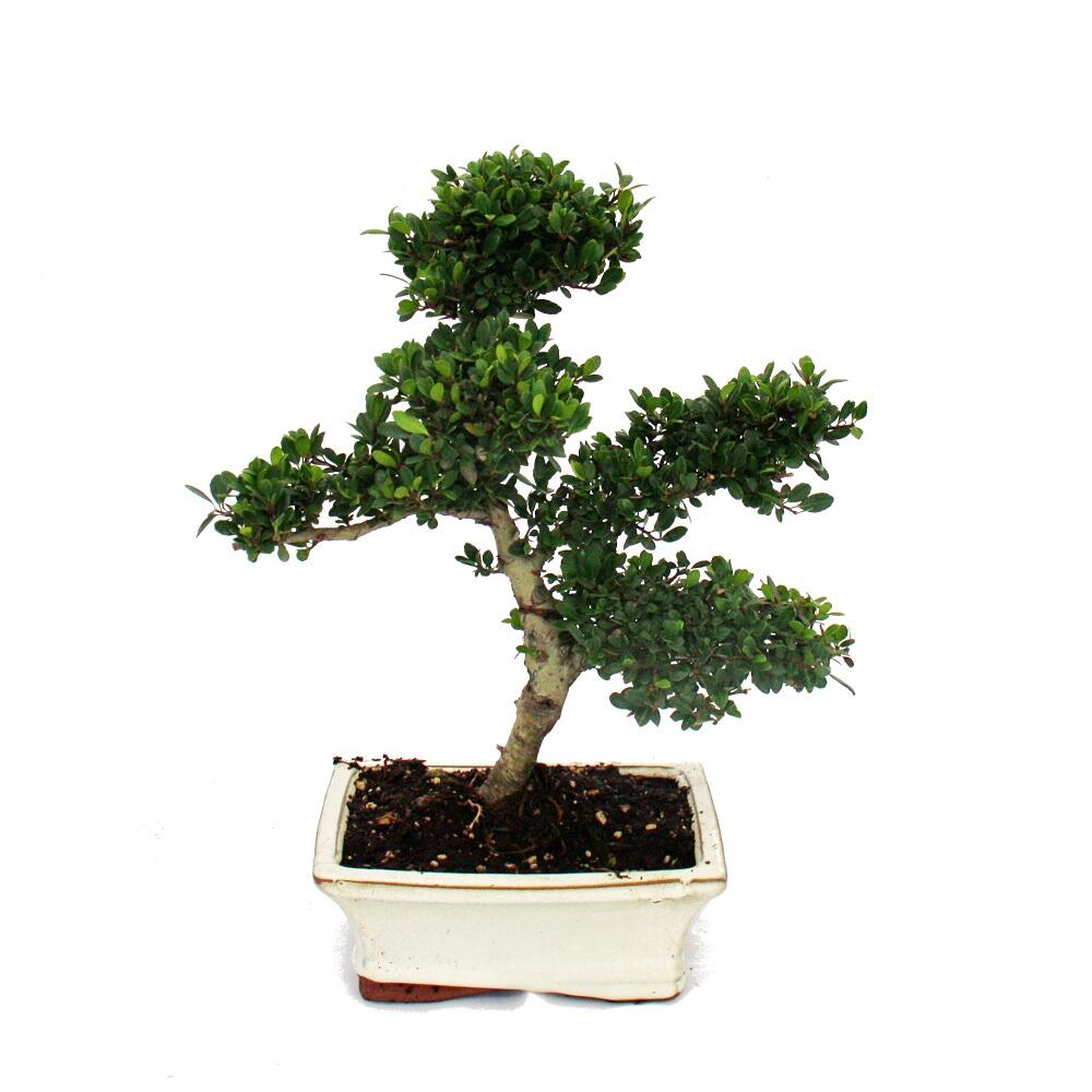 Original-Shopaufnahme: Bonsai Ilex crenata - Japanische Stechpalme ca. 6 Jahre