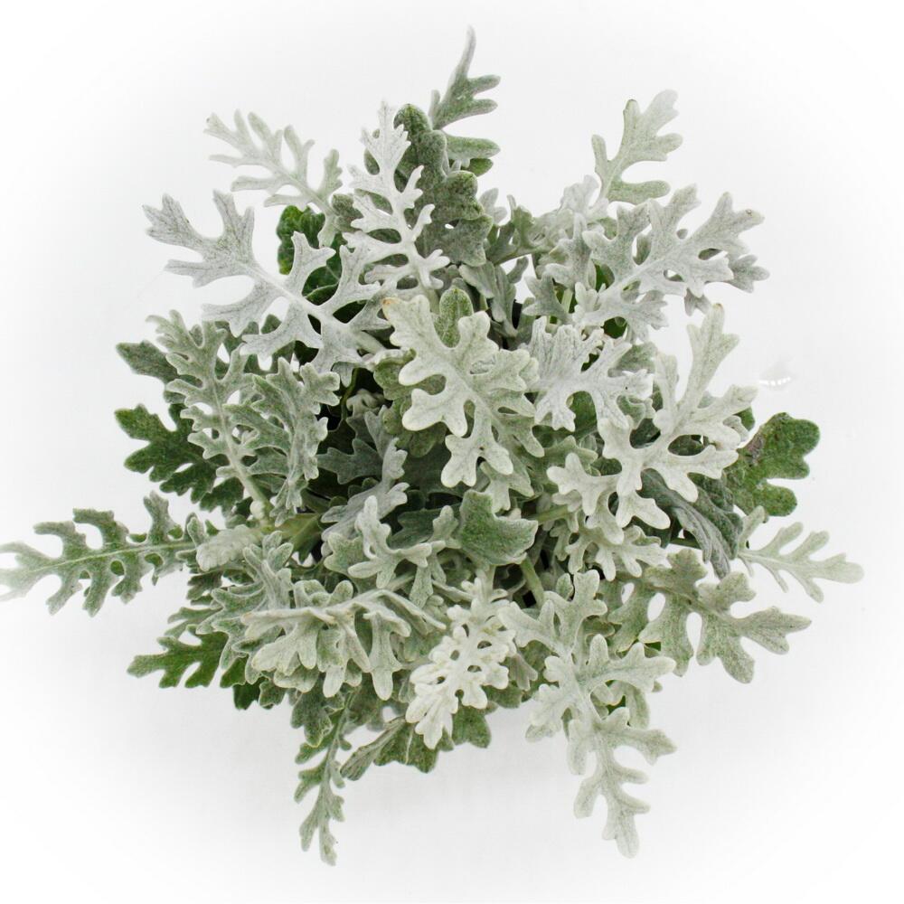 Dusty miller – original shop view 1