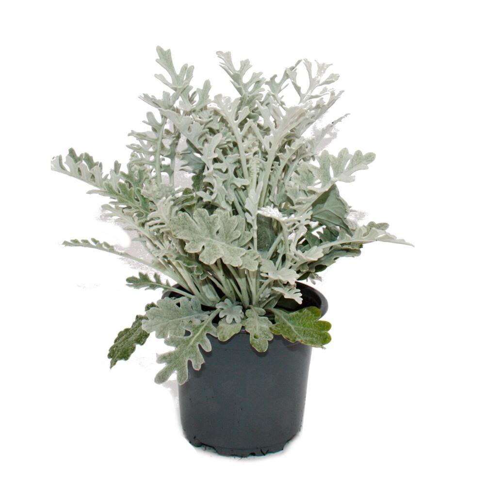 Dusty miller – original shop view 2