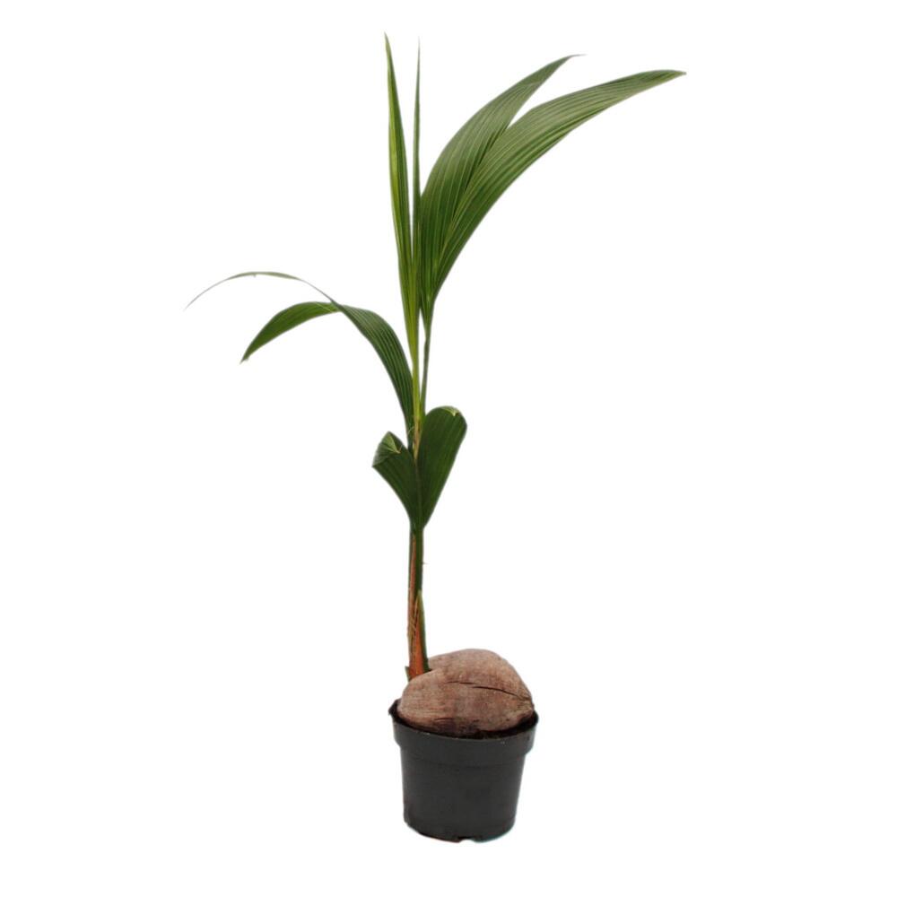 Jeune cocotier sortant d’une noix visible, aux feuilles vertes dressées plissées en pot de culture noir