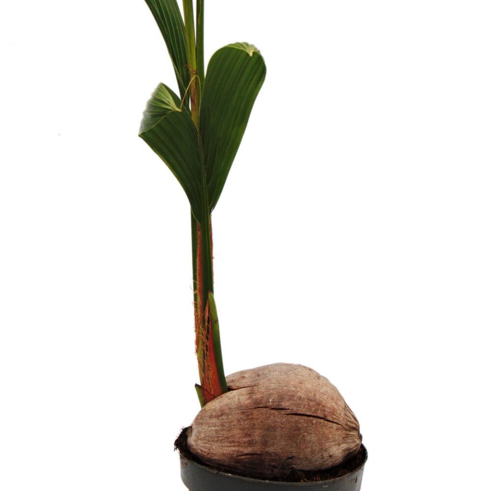 Détail de la pousse fine et de la noix au pied d’un jeune Cocos nucifera