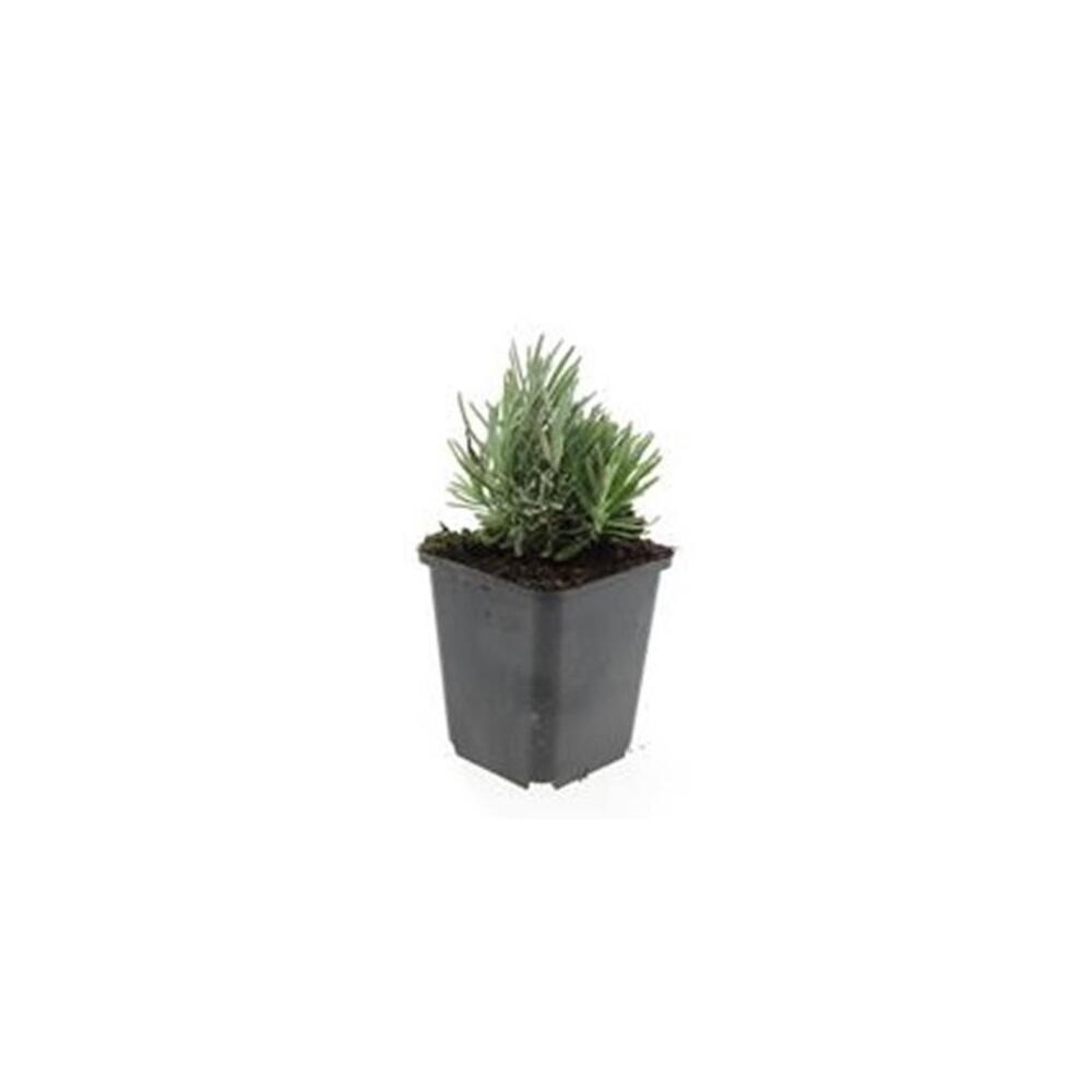 Unchanged original shop view: Dwarf Blue lavender