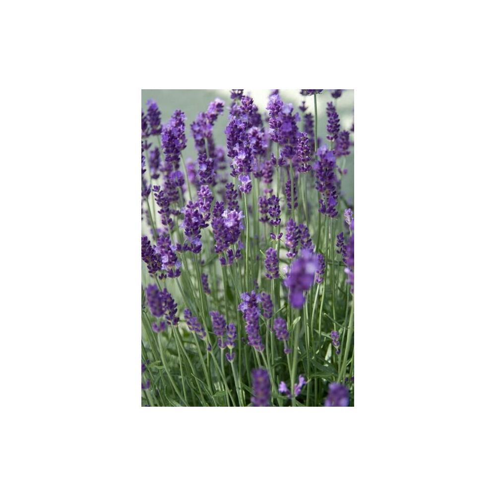 Unchanged original shop view: Dwarf Blue lavender