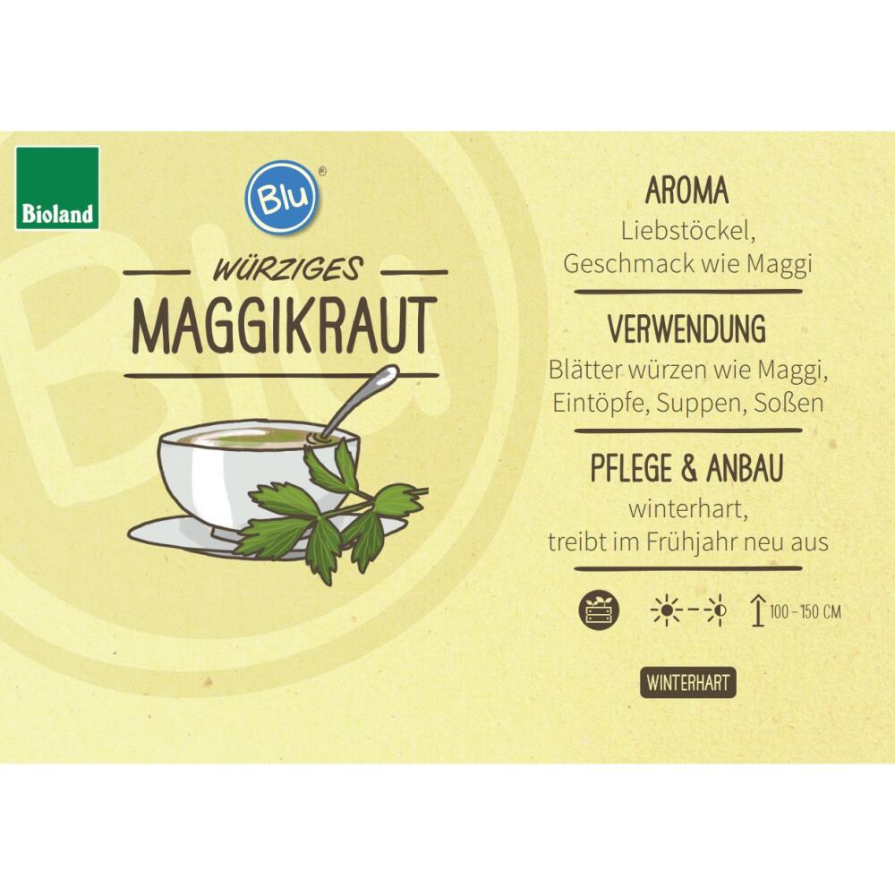 Original shop photograph: Maggikraut – organic-quality lovage – Levisticum officinale – herb plant in a 12 cm pot
