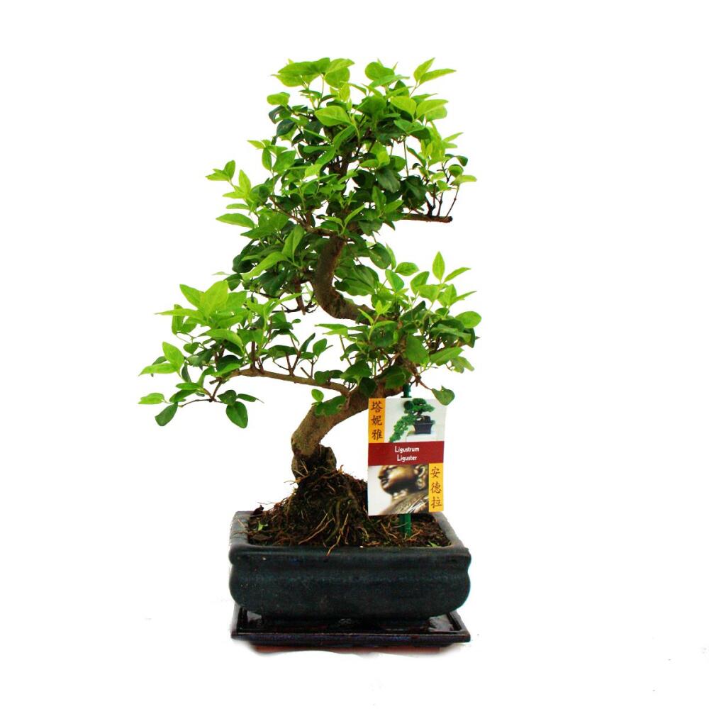 Chinesischer Liguster als Bonsai – Original-Shopansicht 1