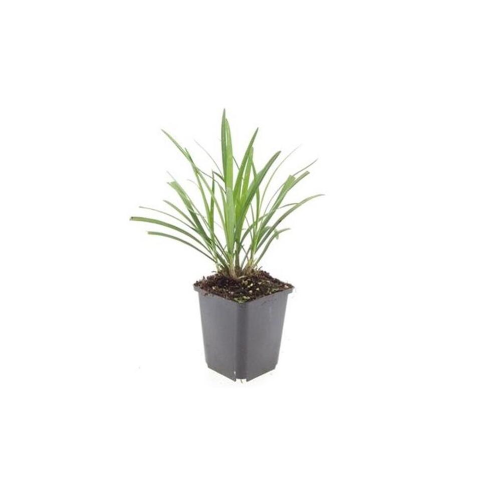 Unchanged original photograph of a young Ingwersen in a black 9 cm nursery pot without flowers