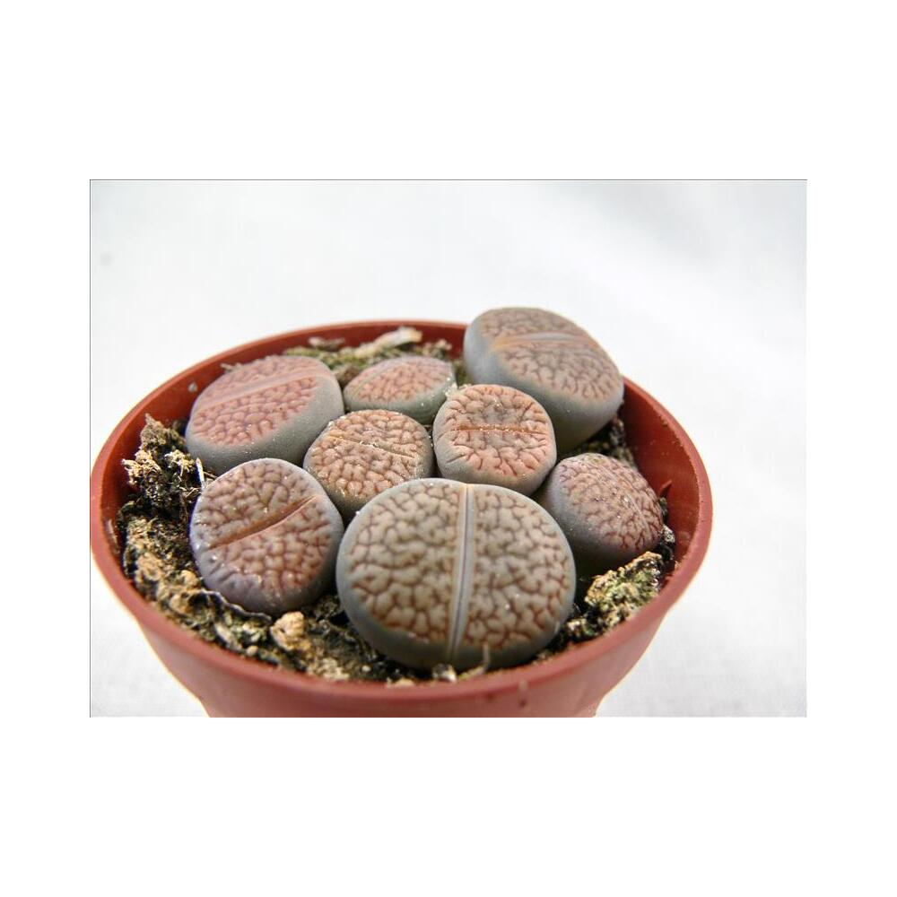 Living stones – original shop view 2