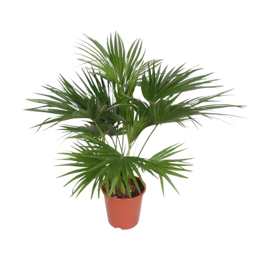 Chinese fan palm – original shop view 1