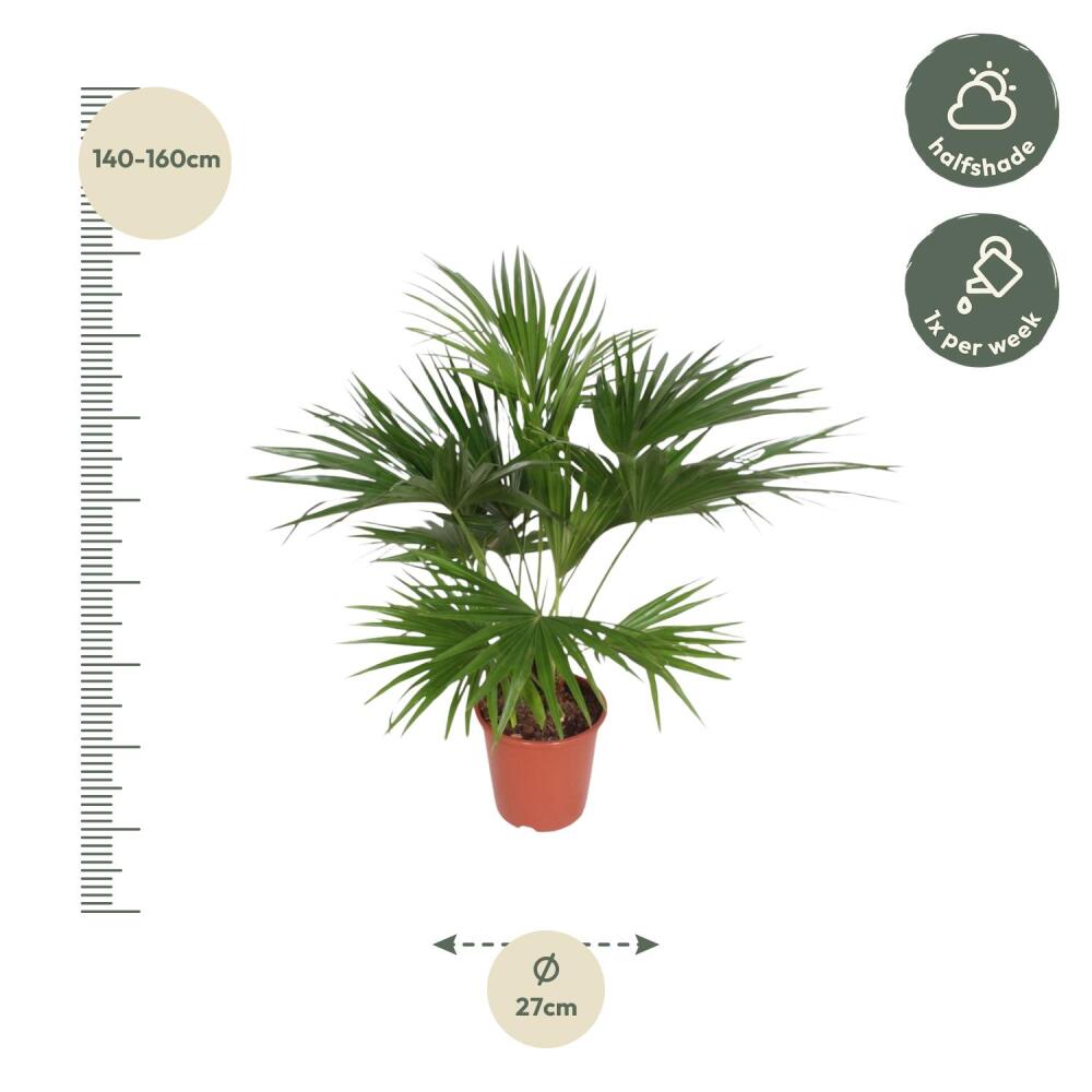 Chinese fan palm – original shop view 2