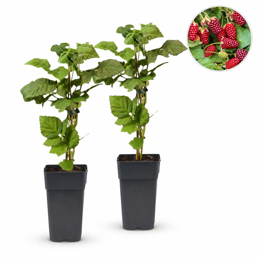 Vue originale inchangée de la loganberry sans épines dans le shop