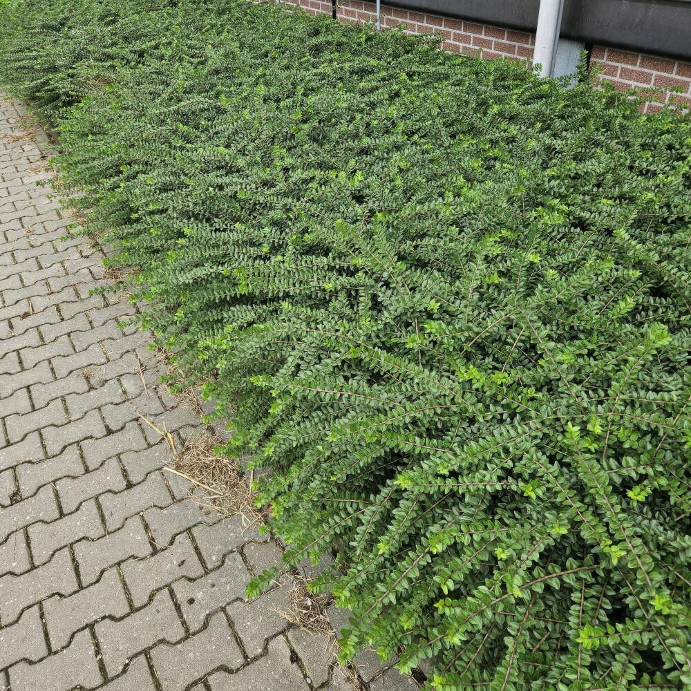 Unveränderte Original-Shopansicht: Heckenmyrte Maigrün