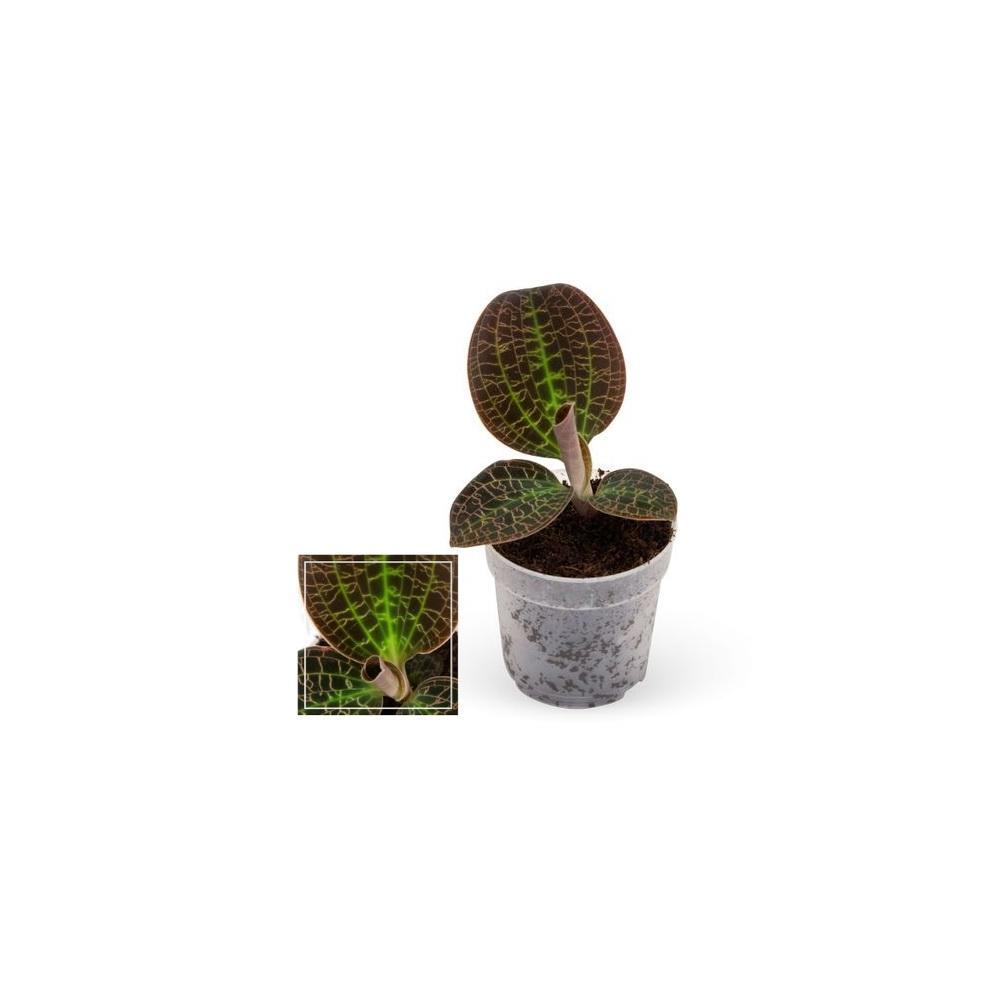 Photo originale de la boutique : orchidée bijou – Macodes petola Tiger Eye – mini-orchidée terrestre aux feuilles remarquables – pot de 6cm