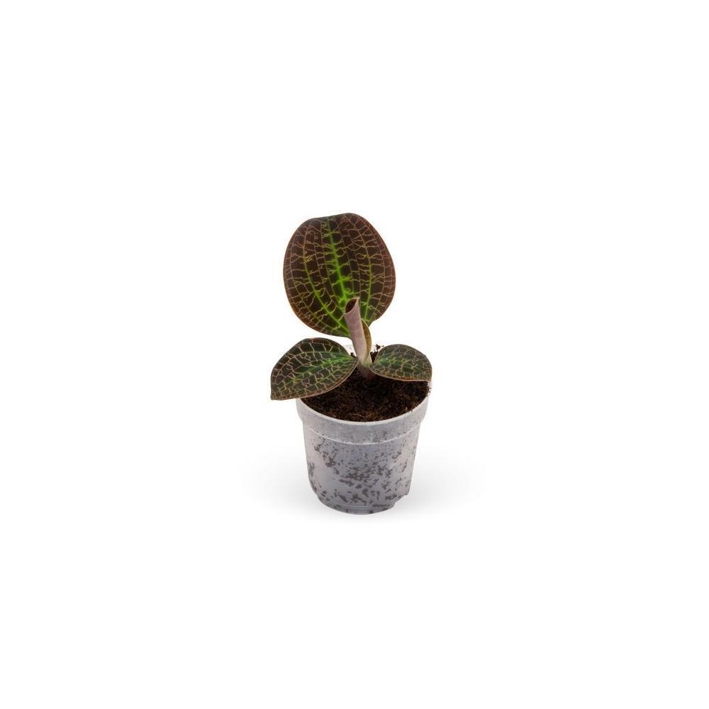 Photo originale de la boutique : orchidée bijou – Macodes petola Tiger Eye – mini-orchidée terrestre aux feuilles remarquables – pot de 6cm