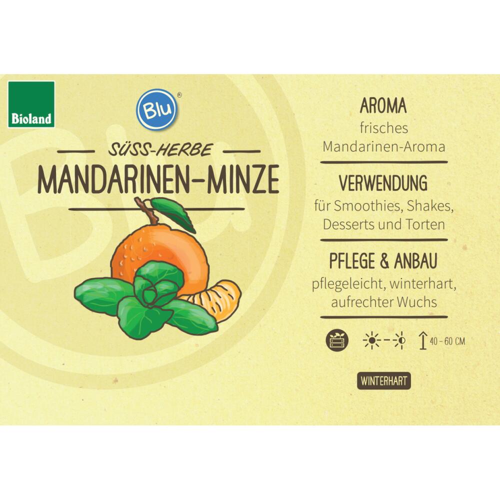 Mandarinen-Minze – Original-Shopansicht 2