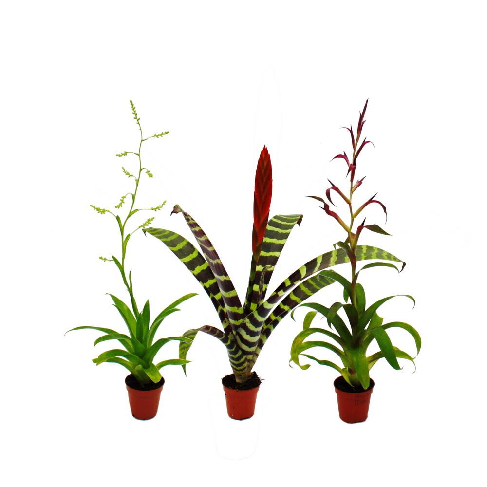 Original-Shopaufnahme: Mini-Bromelien-Trio - Set mit 3 Pflanzen mit aussergewöhnlichen Blütenständen - 5,5cm Topf