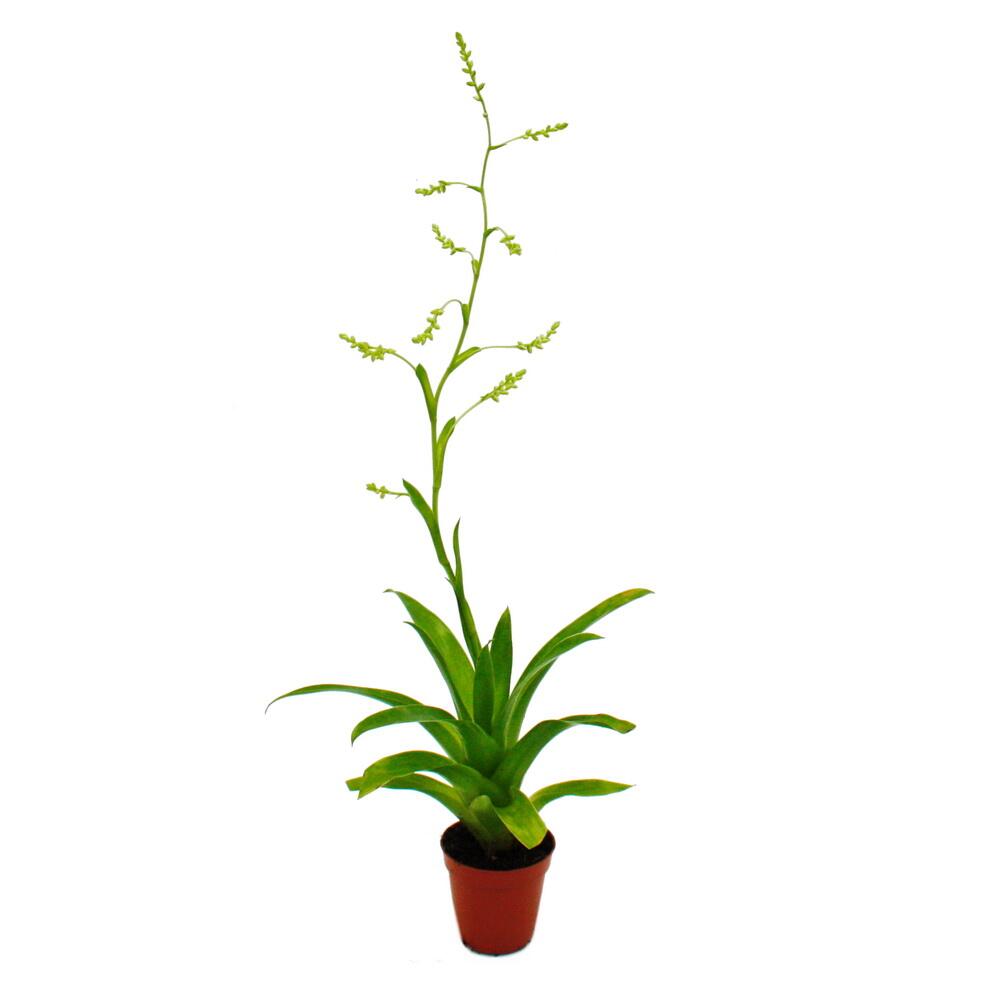 Original-Shopaufnahme: Mini-Bromelien-Trio - Set mit 3 Pflanzen mit aussergewöhnlichen Blütenständen - 5,5cm Topf