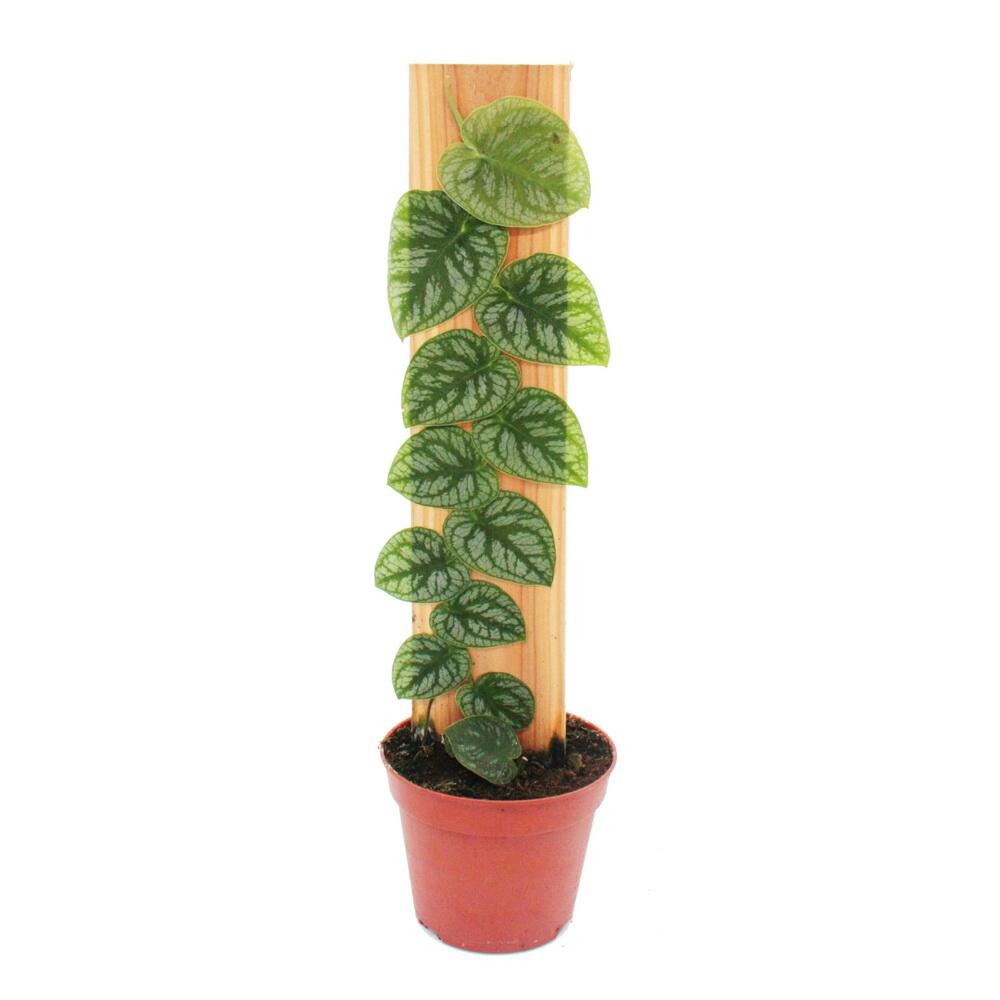 Schindel-Monstera – Original-Shopansicht 1