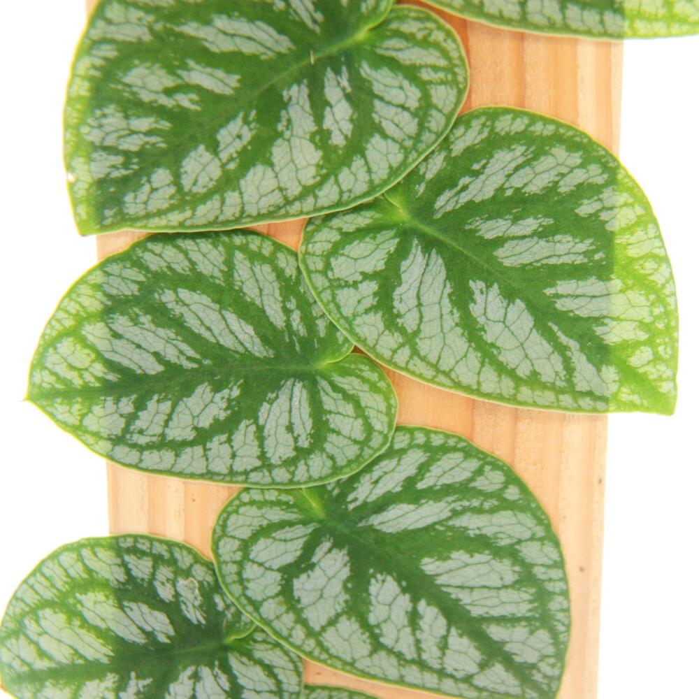 Schindel-Monstera – Original-Shopansicht 2