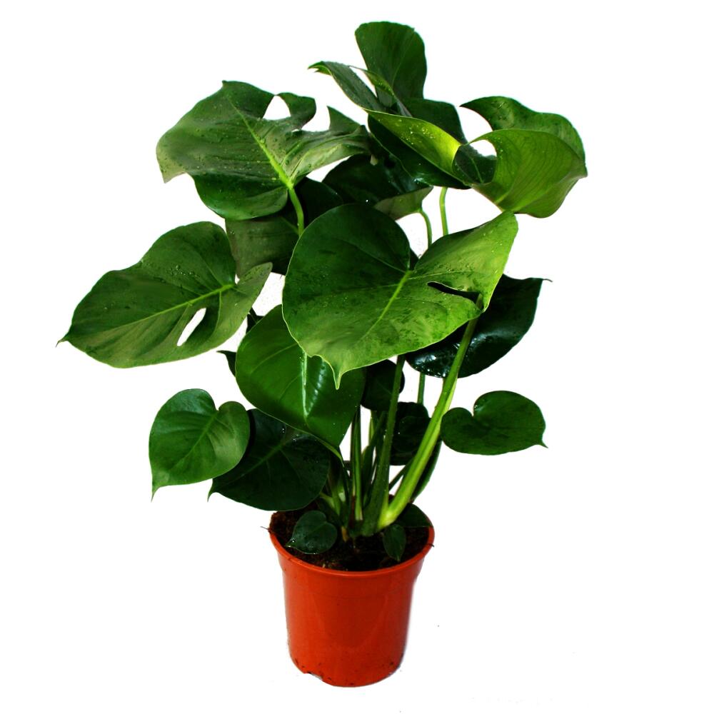 Young Monstera deliciosa with split green leaves in a nursery pot