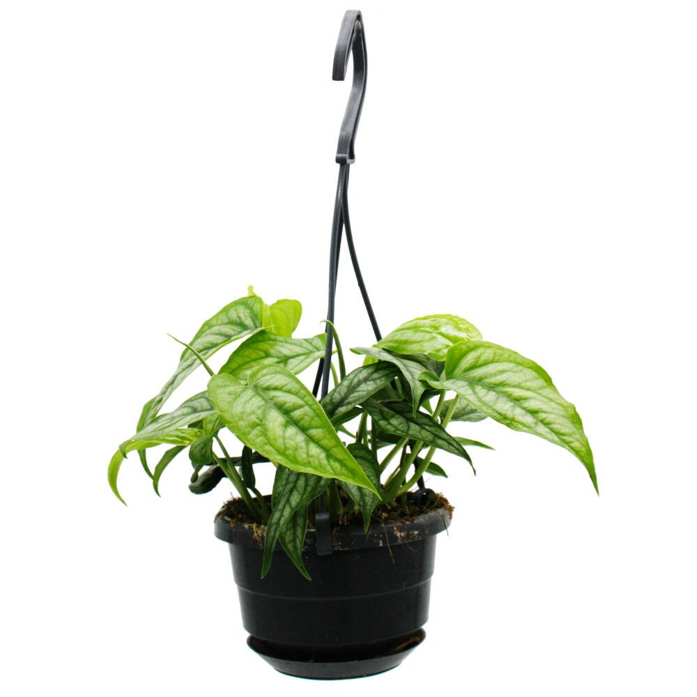 Unveränderte Original-Shopaufnahme von Monstera siltepecana