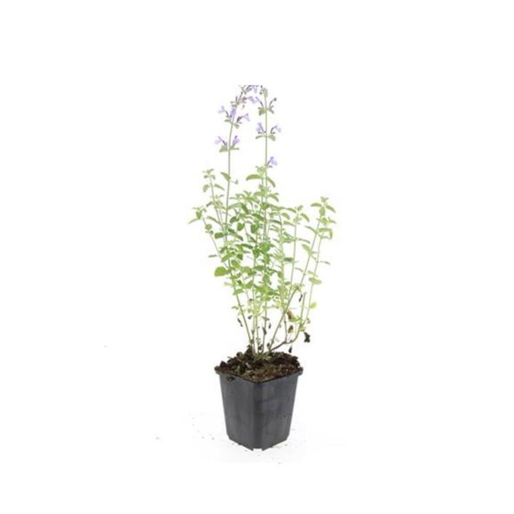 Unchanged shop photo of young Walker’s Low catmint with slender flowering shoots in a black 9 cm pot