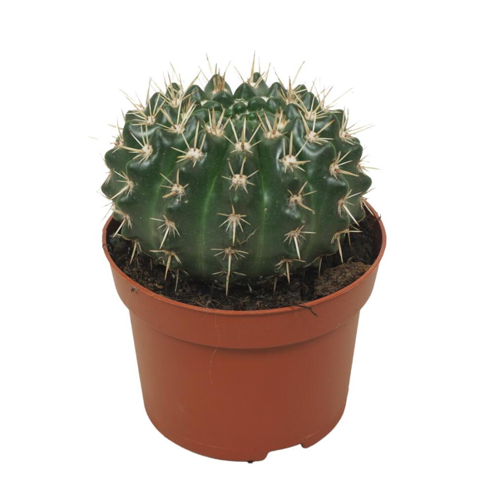 Original shop photograph: cactus – Notocactus submammulosus – Parodia – easy-care cactus – 12 cm pot