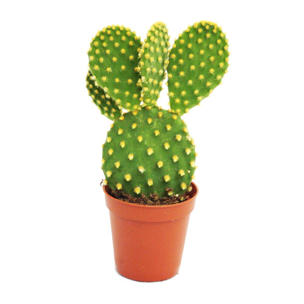 Original shop view of Opuntia microdasys