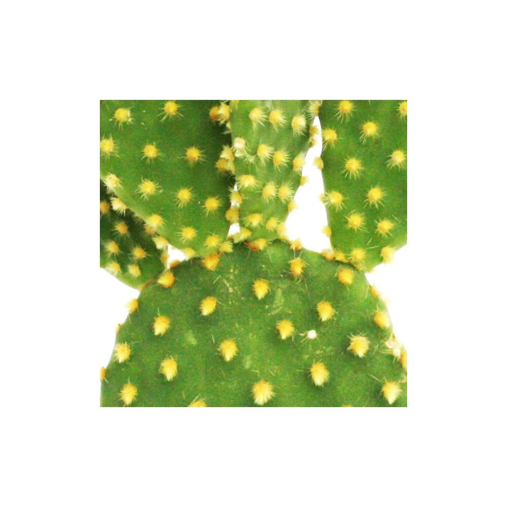 Original shop view of Opuntia microdasys