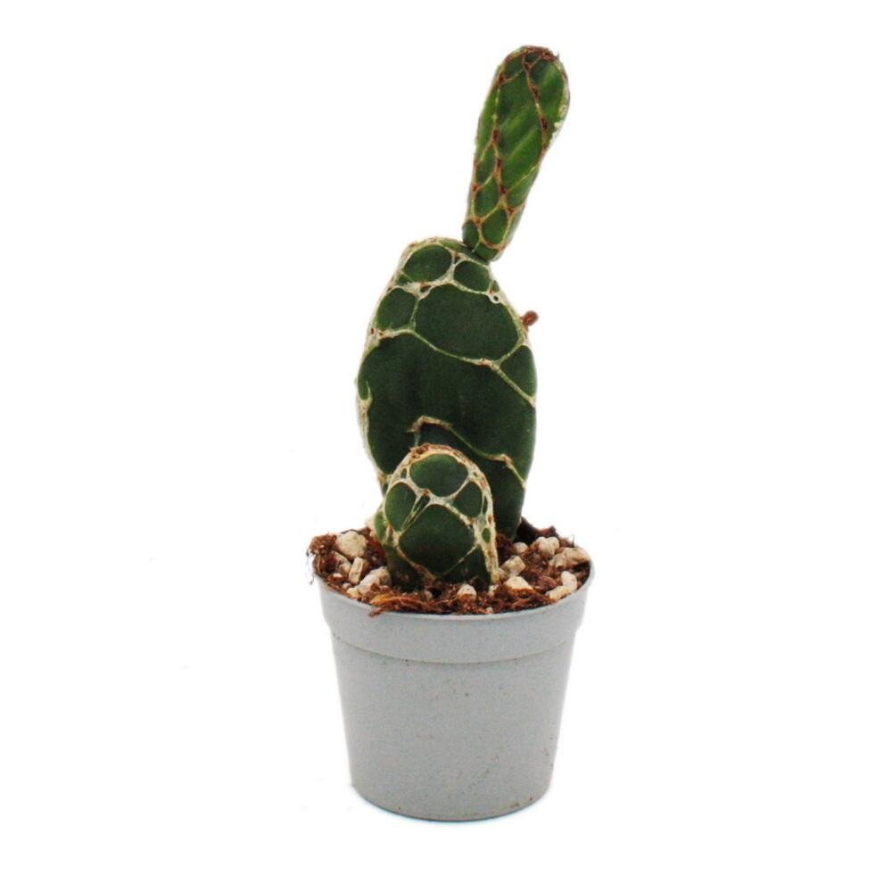 Cactus Cobra – vue originale de la boutique 1