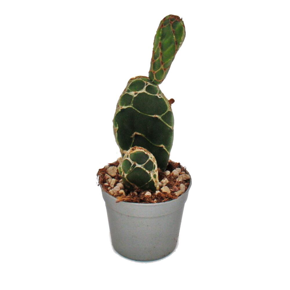 Cactus Cobra – vue originale de la boutique 2