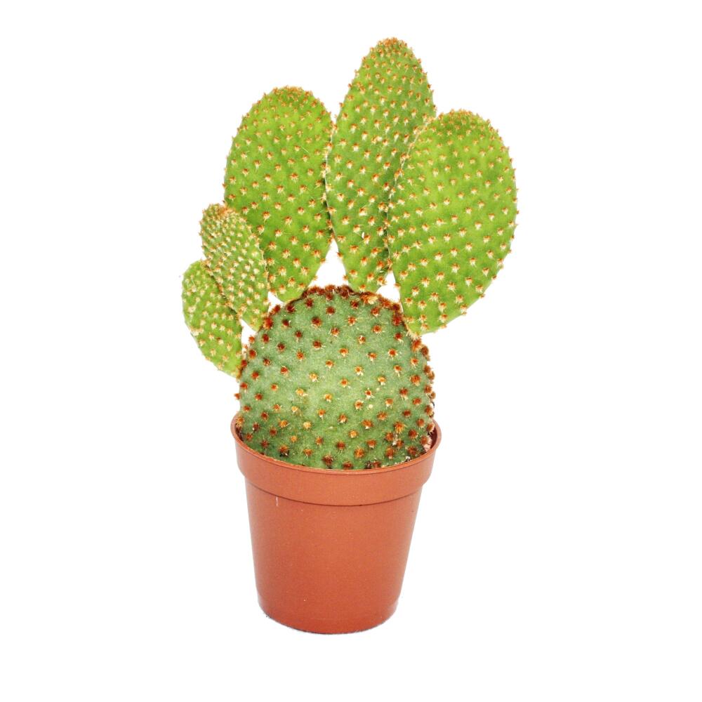 Unverändertes Original-Shopfoto von Opuntia rufida