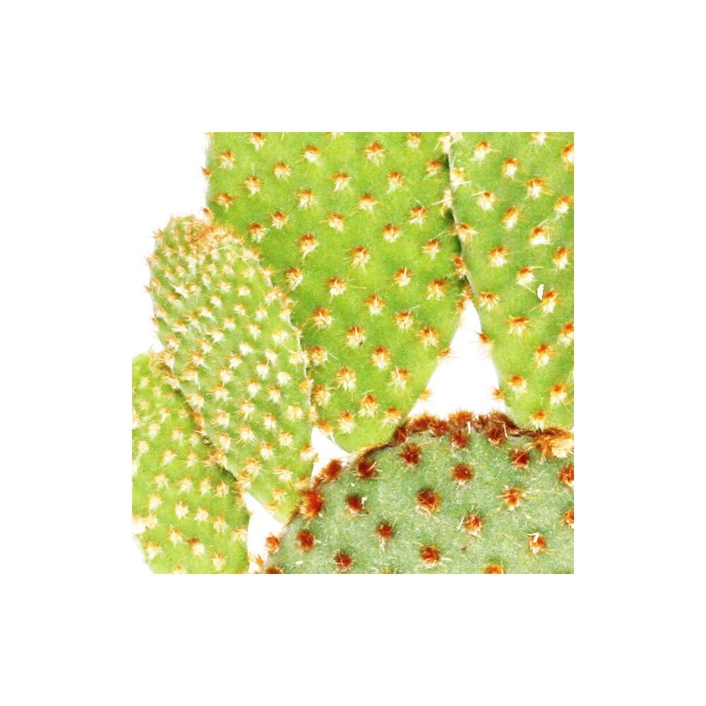 Unverändertes Original-Shopfoto von Opuntia rufida